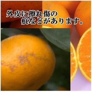 【JAS認証有機栽培】濃厚な味わいの温州みかん!!菊池農園「南柑20号」5kg【C39-23】【1044610】