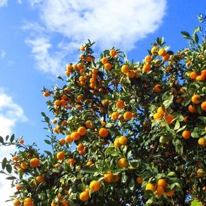 厳選 甘ーい小玉!西宇和みかん(ハローキティパッケージ)約3.5kg入【C24-7】【1121015】