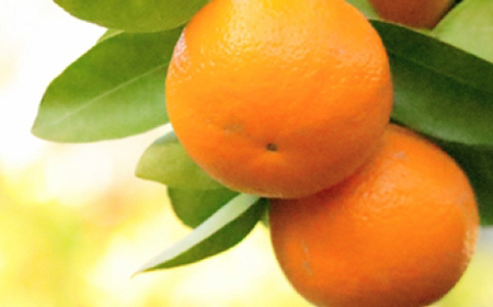 小林果園の宮内いよかん(約5kg)【C24-19】【1124425】