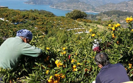 小林果園の宮内いよかん(約5kg)【C24-19】【1124425】