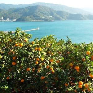 小林果園のせとか&はるかセット(各約2.5kg入)【C24-23】【1124429】