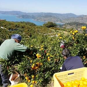 小林果園のせとか&はるかセット(各約2.5kg入)【C24-23】【1124429】