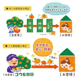 コウ果樹園の贈答用きよみ6kg【C33-36】【1457341】