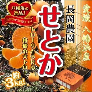 2025年2月中旬発送開始　長岡農園の「せとか」約3kg  【C39-6】【1262187】