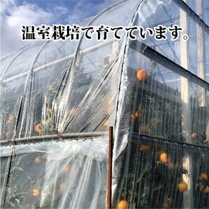 2025年2月中旬発送開始　長岡農園の「せとか」約3kg  【C39-6】【1262187】