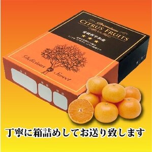 2025年2月中旬発送開始　長岡農園の「せとか」約3kg  【C39-6】【1262187】