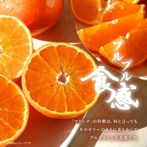 極撰 柑橘 【 雅 】光センサー 合格品・プルプル食感「 マドンナ 」 2キロ 【D39-43】【1348010】