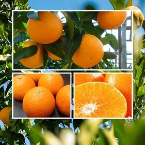 極撰 柑橘 【 雅 】光センサー 合格品・プルプル食感「 マドンナ 」 2キロ 【D39-43】【1348010】