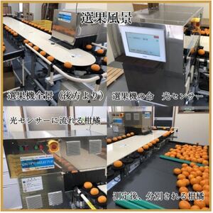 極撰 柑橘 【 雅 】光センサー 合格品・プルプル食感「 マドンナ 」 2キロ 【D39-43】【1348010】