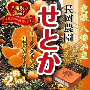 2025年2月中旬発送開始　長岡農園の「せとか」約2kg 【C39-55】【配送不可地域：離島】【1462367】