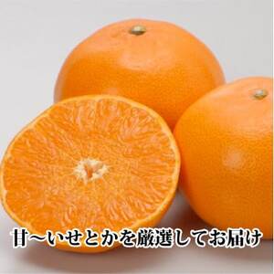 2025年2月中旬発送開始　長岡農園の「せとか」約2kg 【C39-55】【配送不可地域：離島】【1462367】