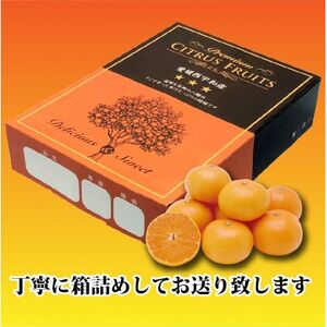 2025年2月中旬発送開始　長岡農園の「せとか」約2kg 【C39-55】【配送不可地域：離島】【1462367】