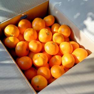 【甘みが濃縮されたみかん】愛媛で育った夕やけみかん【極】5kg【D49-8】【1243461】