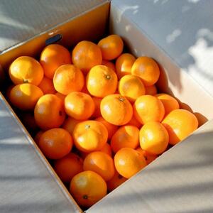 【甘みが濃縮されたみかん】愛媛で育った夕やけみかん【極】5kg(小玉)【D49-10】【1243462】