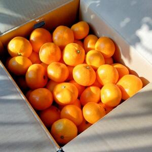 【甘みが濃縮されたみかん】愛媛で育った夕やけみかん【極】3kg×2箱【D49-9】【1243465】