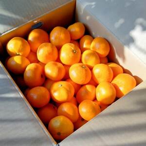 【甘みが濃縮されたみかん】愛媛で育った夕やけみかん【極】10kg(小玉)【G49-28】【1508880】