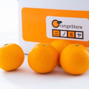 【太陽をたっぷり浴びた】清見タンゴール【極】10kg【F49-53】【1509750】