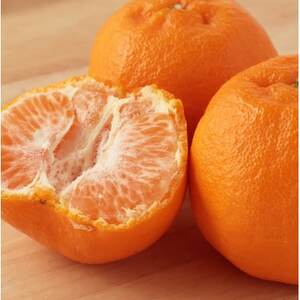 【太陽をたっぷり浴びた】ポンカン【極】4kg【C49-54】【1509751】