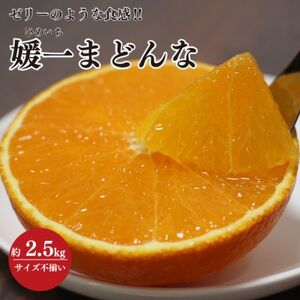 【2024年11月以降発送】ゼリーのような食感!「媛一まどんな」約2.5kg入【C28-42】_美味しいみかん 美味しいミカン おいしいみかん おいしいミカン 人気のみかん 人気のミカン 国産みかん 国産ミカン 八幡浜みかん 八幡浜ミカン 甘いみかん 甘いミカン あまいみかん アマイミカン 果物みかん くだものみかん 果物ミカン クダモノミカン 美味しいまどんな 美味しいマドンナ おいしいまどんな おいしいマドンナ 人気のまどんな 人気のマドンナ 国産まどんな 国産マドンナ 八幡浜まどんな 八幡浜マドンナ 甘いまどんな 甘いマドンナ あまいまどんな アマイマドンナ 果物まどんな くだものまどんな 果物マドンナ クダモノマドンナ 美味しい柑橘 美味しいカンキツ おいしい柑橘 おいしいカンキツ 人気の柑橘 人気のカンキツ 国産柑橘 国産カンキツ 八幡浜柑橘 八幡浜カンキツ 甘い柑橘 甘いカンキツ あまい柑橘 アマイカンキツ 果物柑橘 くだもの柑橘 果物カンキツ クダモノカンキツ_【1437098】