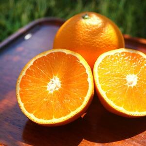 杉本果樹園の清見タンゴール 5kg【C34-13】【1491925】