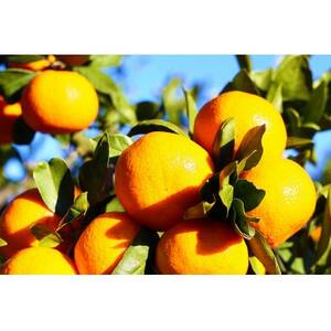 杉本果樹園の清見タンゴール 5kg【C34-13】【1491925】