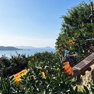 日の丸みかん「千兩」3kg 約25~35個/LまたはMサイズ/光センサー使用【C79-6】【1452029】