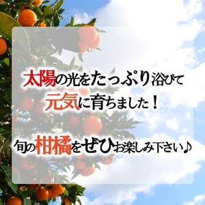「甘柑はるみ」5kg【C79-24】【1474168】