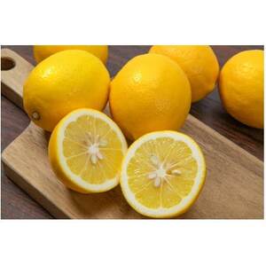 八幡浜産・レモン3kg (サイズ混合)[家庭用]【C56-56】【1523721】