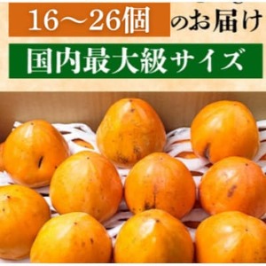 国安さんちの富士柿8kg【訳あり】【C20-32】【1532376】