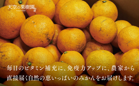 【 訳あり 】 天空 の 果樹園 から届く そら みかん ( 10kg )【E45-28】【1339407】