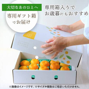 まどんな (愛媛果試28号) 贈答箱入り のし付き【D25-170】【1536523】