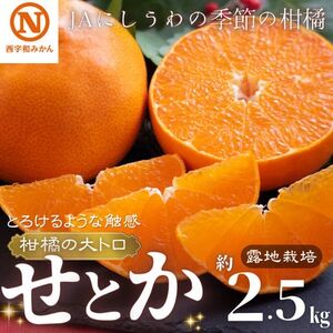 JAにしうわの季節の柑橘(せとか　約2.5kg　化粧箱　露地栽培)【E08-64】【1474321】