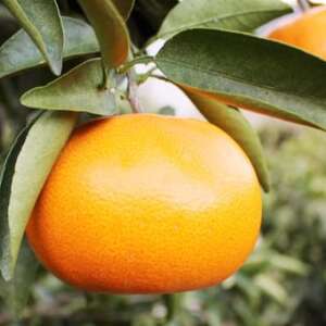 愛媛の高級柑橘の代名詞!「せとか」約3.5kg入【D28-18】【配送不可地域:離島】【1046129】