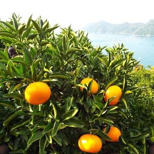 愛媛の高級柑橘の代名詞!「せとか」約3.5kg入【D28-18】【配送不可地域:離島】【1046129】