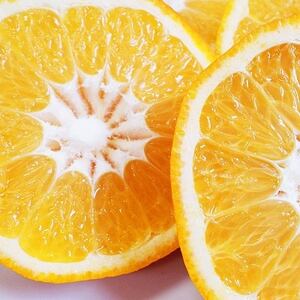 「熟成」八幡浜産いよかん約4kg【C28-6】【1122251】