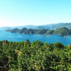 「熟成」八幡浜産いよかん約4kg【C28-6】【1122251】