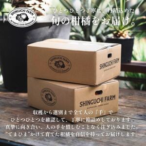 【皮が薄くて種がない】愛媛グリーンレモン 3kg 愛媛県産【C70-50】【1550669】