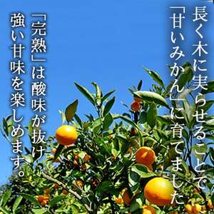 【1月から配送開始】「越冬・木なり完熟・みかん:6kg」【訳あり】【C48-51】【1450552】