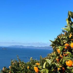 【初夏の味】【訳あり】ニューサマーオレンジ 5kg【C83-18】【1549108】