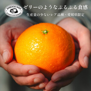 創業108年】愛媛みかんの老舗厳選【紅まどんなと同品種】媛果ま 創業108年】愛媛みかんの老舗厳選【紅まどんなと同品種】媛果ま