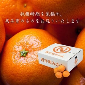 JAにしうわの季節の柑橘(川上共選 味ピカ5kg)【E08-24 JAにしうわの季節の柑橘(川上共選 味ピカ5kg)【E08-24