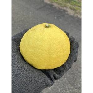 愛媛県八幡浜市産 はるか5kg(梱包込)【C85-4】【1567152】