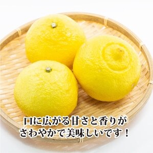 2026年2月発送開始　ジューシーな甘さ!「はるか」約5キロ　【C39-7】【配送不可地域：離島】【1280653】