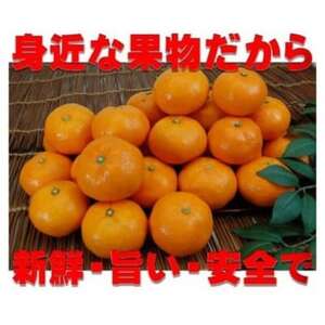 愛媛県八幡浜産愛媛みかん5kg(早生)【C35-7】【配送不可地域:離島・北海道・沖縄県】【1492247】