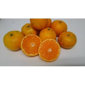 家庭用みかん4.5キロ【C78-3】【1578076】