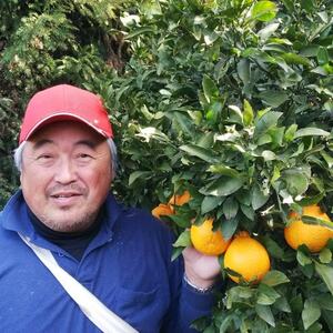 家庭用みかん4.5キロ【C78-3】【1578076】