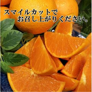 2026年2月発送開始　みずみずしい香り・柑橘の大トロ!「姫せとか」約3.5kg【D39-60】【配送不可地域：離島】【1583778】