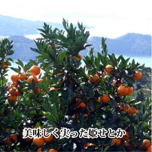 2026年2月発送開始　みずみずしい香り・柑橘の大トロ!「姫せとか」約3.5kg【D39-60】【配送不可地域：離島】【1583778】