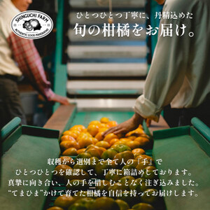 【黄色いのに驚きの甘さ】媛小春 2kg【老舗農家厳選】【C70-60】【1592106】