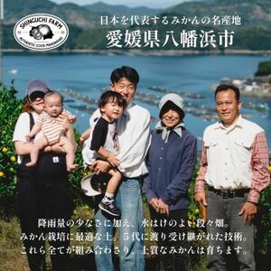 【黄色いのに驚きの甘さ】媛小春 3kg【老舗農家厳選】【E70-61】【1592112】